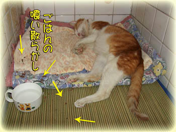 2008年　9月　11日のタンタン❤　喰い散らかして「満足、満足♪」