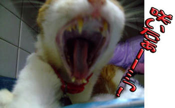 ＼(*T▽T*)／ﾜｰｲ♪咲いたよ～♪