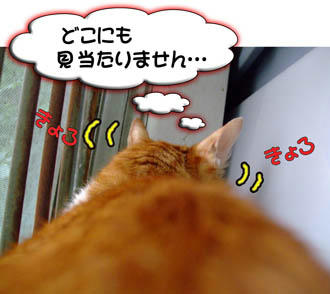何処に咲いてるのかな？