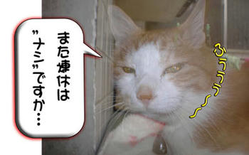 仕方ないんだよ、タンタン…
