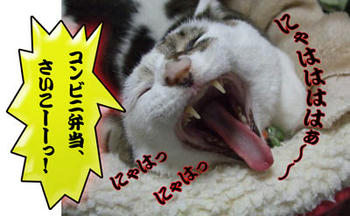ｱﾊﾊﾊﾊ "o(￣▽￣ﾒ )。ｏ０○((ﾑｶｯ))