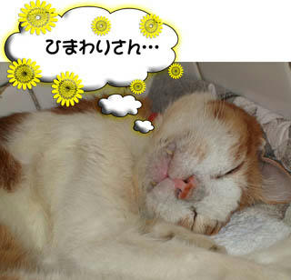 ひまわりさんは元気をくれるね♪