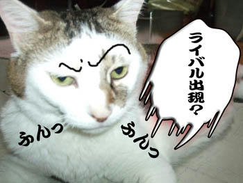 その眉毛は止めなさい！
