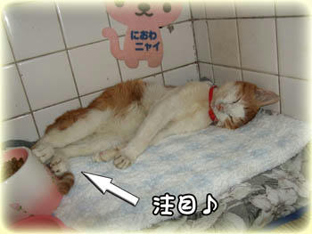 2008年　10月16日のタンタン❤　アンヨを冷やしてる？（笑）