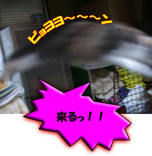 飛んだっ!