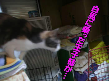 な、なにをっ?