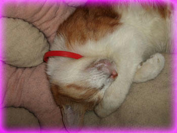 2008年 11月 24日のタンタン❤ おテテがキュッ! 眩しいのかな?