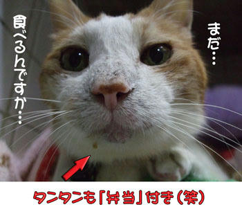 タンタン、そんな冷たい目で･･･