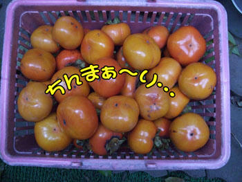 去年の1/5だわ。。(泣)