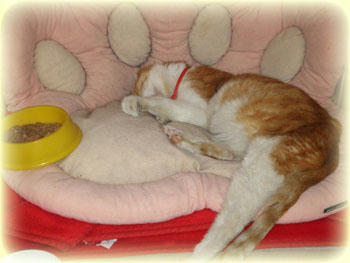 2008年　11月 30日のタンタン♪　ご飯が残ってますよ。(⌒-⌒)ﾆｺﾆｺ...