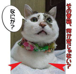 な、なにがって・・・