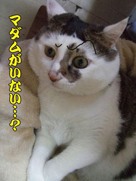 全然見かけないんだよ~(泣)