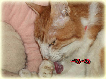2008年 12月 8日のタンタン♪ 上手にキレキレできたかな?