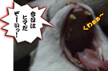 ま~たいつもの大アクビかい。ε=( ̄。 ̄;)フゥ