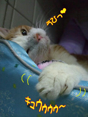 この「きゅうぅぅぅ～」がたまらん♪