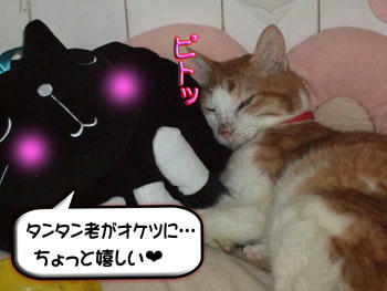 《《《《♪♪(*´▽｀*)ノ゛うふふ～ 湯たぽんにくっ付いてる～❤