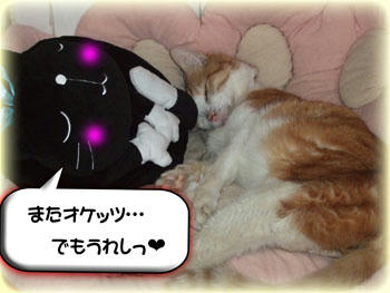 2008年　12月　23日のタンタン❤　すっかり「湯たぽん」と仲良し♪