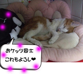 2008年 12月 25日のタンタン❤ 穏やかなクリスマス☆