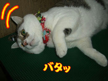 ｱﾊﾊﾊﾊ "o(￣▽￣ﾒ )。ｏ０○(これこれ)