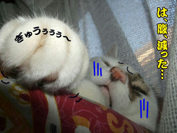 ((o(・ρ・)o)) ハラヘッタァ…状態(笑)