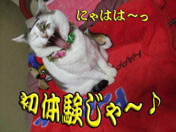初笑いかっ?
