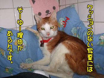 はい、クッションお洗濯中なんです(笑)