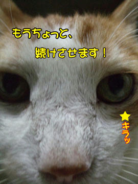 タンタン老の想い?