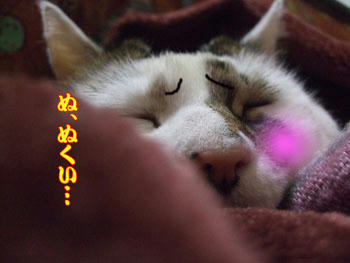 やっぱ、コタツじど（笑）