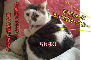 もう少し枕をよこしなさい！
