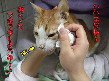 タンタンはくりくりのおメメが可愛いんだからね♪