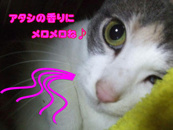 じどがやられたのは「ゴマ臭」ププッ