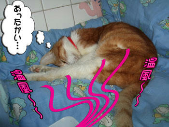 温風がシェルターの中に…