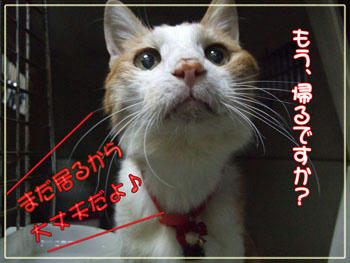 そんな目で、そんなお顔で…
