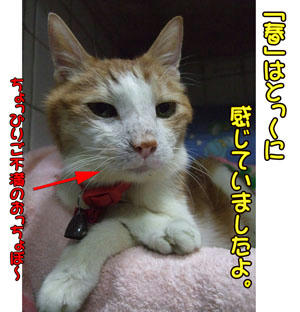 わぁ~、m(*T▽T*)m オ、オユルシヲ・・・