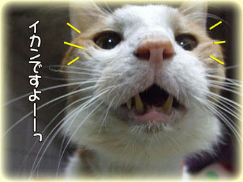 タンタン、怒らないで。