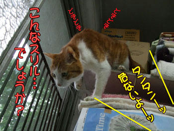 ちょっと違いますよ～(＞▽＜；； ｱｾｱｾ