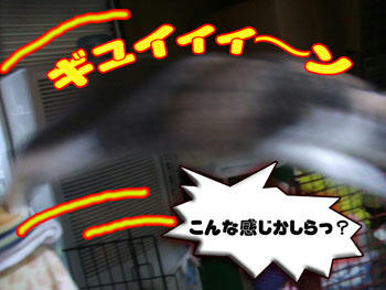 オオオォォォ!!(ノ゚□゚)ノ ゴマは出演できるかも!