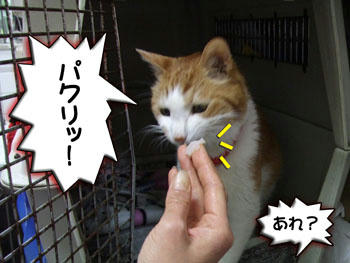 ∑ヾ(￣0￣;ﾉ ｵｰｯﾄ!　空振り？