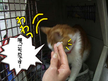 慌てないで、落ち着いて。(￣ｍ￣〃）ぷぷっ！