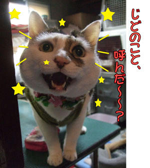 呼んでませんよッ! (; ̄Д ̄)