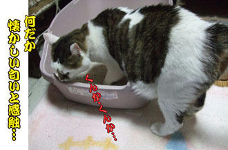 やけに短い足ねッ!