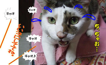 このﾊｲﾃﾝｼｮﾝが凄いのよ～　「チャオｯ!!」