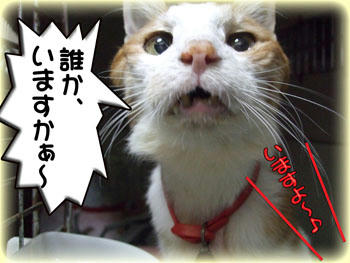 この「カメムシ顔」も好きなのよ～ｗｗ