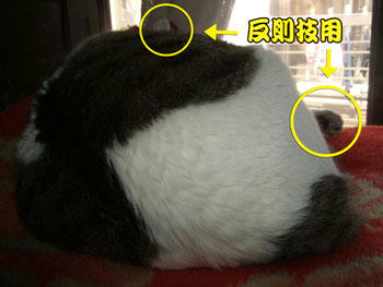 耳と手が出てるよッ!