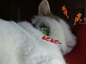 少しは警戒心ってモノを持ちなさいよ。ヾ(。`Д´。)ノ彡