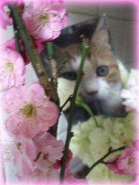 「桜折る馬鹿、梅折らぬ馬鹿」ってね…