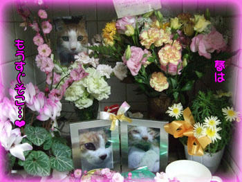 rummyさん、たま母ちゃん。まだお花が咲いてますよ～(´ ▽｀).。