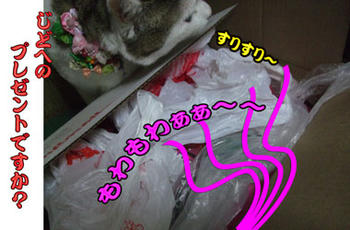 まだ強烈なかほりに気付いていないわね。ふっふっふ