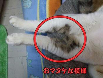 どうしようもないわ…(ノT∇T)ノ )))))) はぅ~~っっ