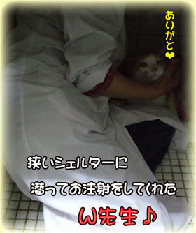 こんな風にお注射してくれたこともあったね♪タンタン、緊張～（笑）